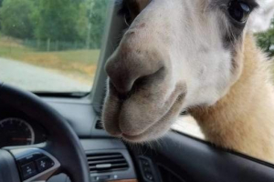 Стадія верблюдів пошкодила машину Стадія верблюдів пошкодила машину