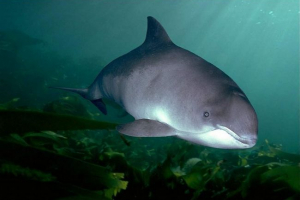 Став відомий найкращий туманський світовий мисливець Став відомий найкращий туманський світовий мисливець