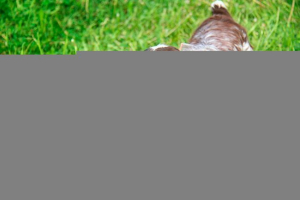 Стандарт породи, характер та навчання російського спанієля Стандарт породи, характер та навчання російського спанієля