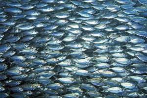 Студія черноморська