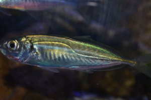 Ставриди. Фото рибні ставриди, опис Ставриди. Фото рибні ставриди, опис