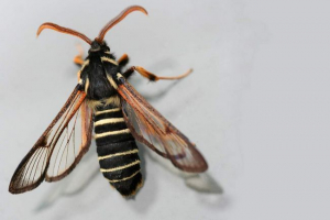 Glassnitsa - метелик у вигляді оси Glassnitsa - метелик у вигляді оси