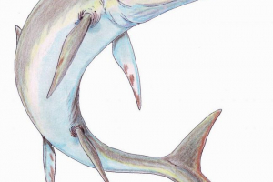 Wallopterigium або fishing scriber - хто це? Wallopterigium або fishing scriber - хто це?