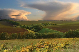 Степ і лісовий сайт Степ і лісовий сайт