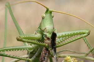Степу добка Степу добка