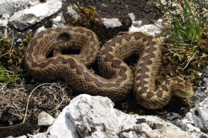 Степ ваюк - небезпечний отруйний хижак Степ ваюк - небезпечний отруйний хижак