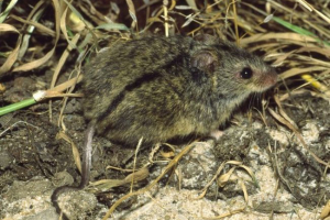 Stepe mumsify Stepe mumsify