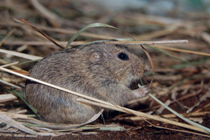 Степ петроска Степ петроска