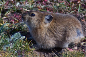 Степова їжа Степова їжа