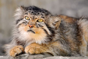 Степовий кіт Степовий кіт