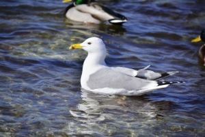 Степові птахи Степові птахи