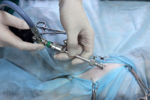 Стерилізація лапароскопічного методу кішок Стерилізація лапароскопічного методу кішок