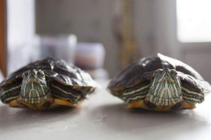 Країна обдурила черепаховодов Країна обдурила черепаховодов