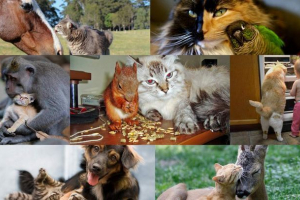 Дивна дружба тварин: кішки та їх кращі товариші Дивна дружба тварин: кішки та їх кращі товариші