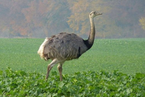 Птахи бразилії Птахи бразилії