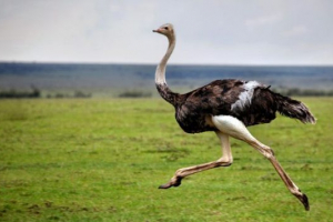 Страус Страус