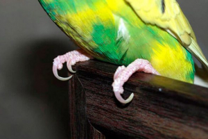 Ви вирізаєте кігті до хвилястих папуг і як це робиться вдома? Ви вирізаєте кігті до хвилястих папуг і як це робиться вдома?