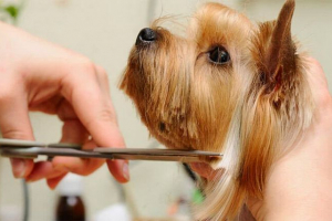 Стрижка йорк і догляд за домом Стрижка йорк і догляд за домом