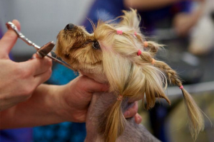 Стрижка йорк вдома Стрижка йорк вдома