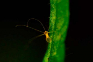 Структура прісноводного гідрав Структура прісноводного гідрав