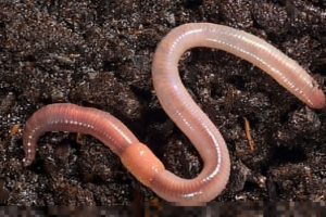 Структура та спосіб життя дощового черв'яка Структура та спосіб життя дощового черв'яка