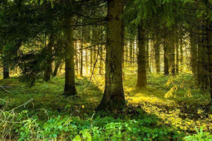 Лісова конструкція Лісова конструкція