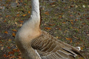 Sukhonos - waterfowl bird duck family Sukhonos - waterfowl bird duck family