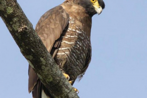 Славсский смійд Славсский смійд