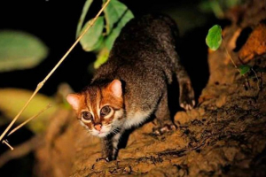 Суматранська кішка Суматранська кішка