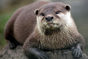 Суматран офер - надзвичайно рідкісна тварина Суматран офер - надзвичайно рідкісна тварина