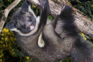 Храмовий гігантський літаючий: літаюча тварина Храмовий гігантський літаючий: літаюча тварина