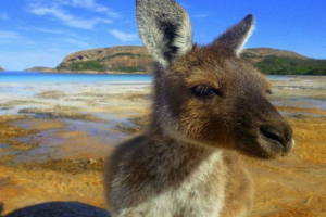 Храмові тварини австралії Храмові тварини австралії