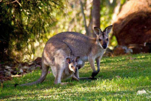 Тимчасові тварини: опис, знаки, де життя класифікації Тимчасові тварини: опис, знаки, де життя класифікації