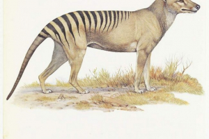 Літній вовк або тасманаський вовк Літній вовк або тасманаський вовк