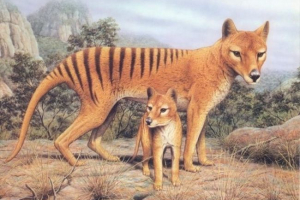 Літній вовк (тілацин) Літній вовк (тілацин)