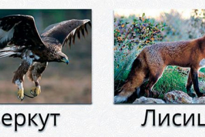 Суркі Суркі