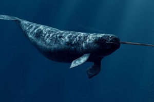 Є єдиноріг? Є єдиноріг?