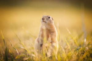 Гофра Гофра