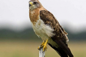 Свенсон канюк: фотографії птахів, каня Свенсон канюк: фотографії птахів, каня