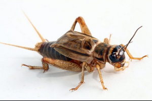 Обов'язковий будинок (домашній крикет) Обов'язковий будинок (домашній крикет)