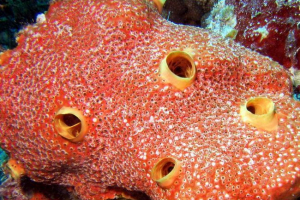 Свердління морської губки - слион Свердління морської губки - слион