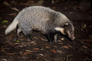Свинина борсука або чанда Свинина борсука або чанда