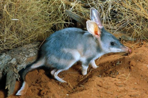 Свинячий гангстер Свинячий гангстер