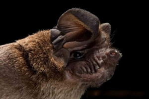 Свинячі кажани - особливості життя та поведінки нічного манежу Свинячі кажани - особливості життя та поведінки нічного манежу