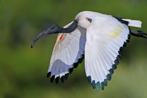 Священний ібіс Священний ібіс