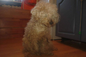 Карельський пудель, кинув у смітник, можуть зберегти місцеві жителі Карельський пудель, кинув у смітник, можуть зберегти місцеві жителі