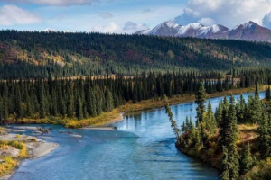 Тайги та тайгові ліси Тайги та тайгові ліси