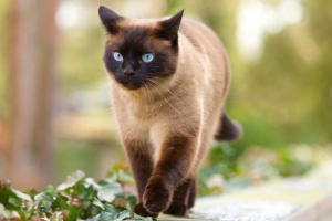 Тайська кішка Тайська кішка