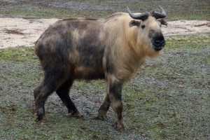 Takin - що ми знаємо про цю тварину? Takin - що ми знаємо про цю тварину?