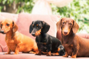 Такса Такса